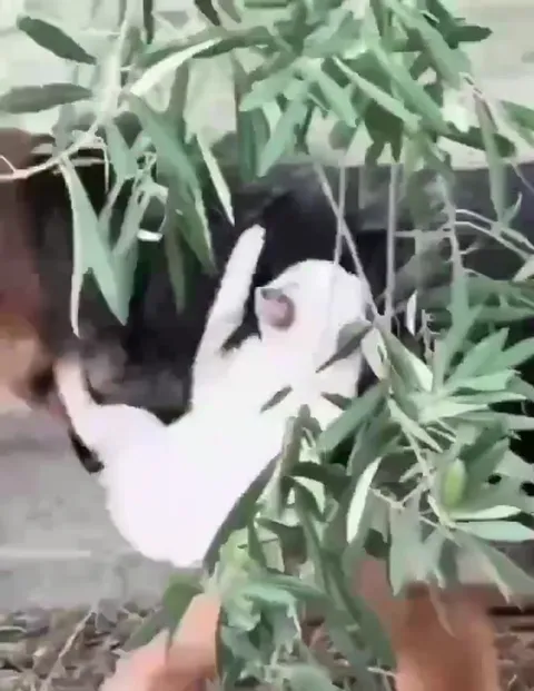 Perro intenta quitarse al gato