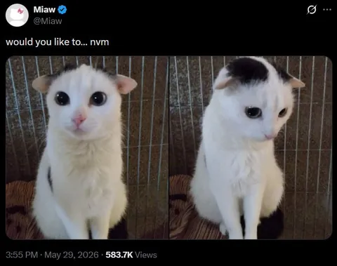 Would You Like To... Nvm Cat
