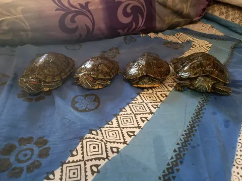 Черепаший совет решает судьбу
