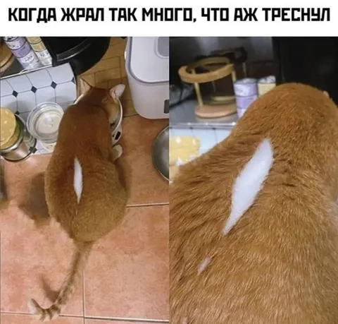 Кот, который лопнул от обжорства
