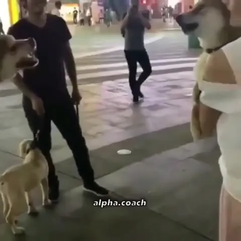 Собачий Mortal Kombat