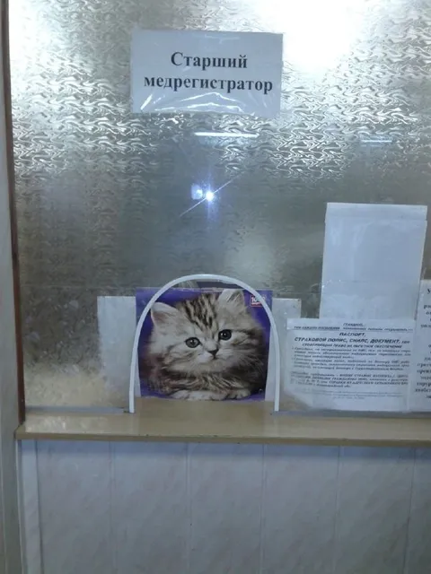 Старший медрегистратор-кот