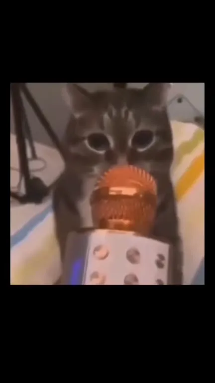Кот поёт, танцующий кот и салат