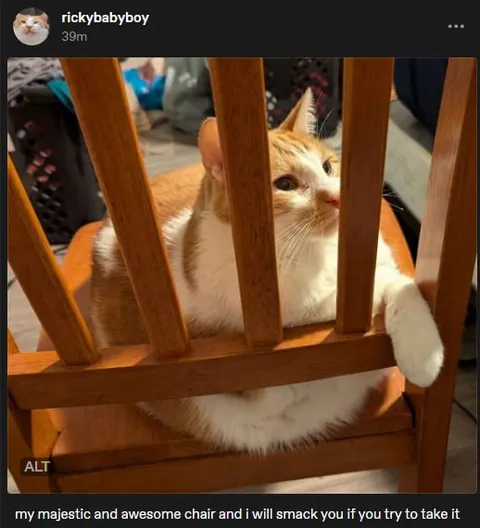 Cat Guards Its Majestic Chair