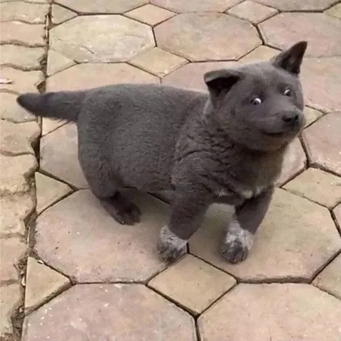 Смешной серый щенок