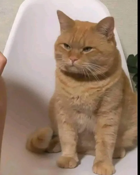 Недовольный рыжий кот