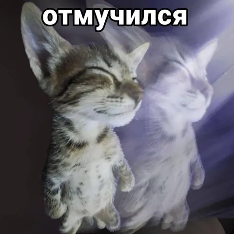 Кот наконец отмучился