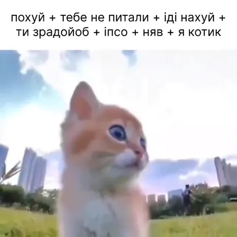 Похуй, я котик
