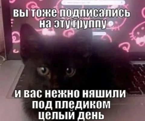 Кот под пледом целый день