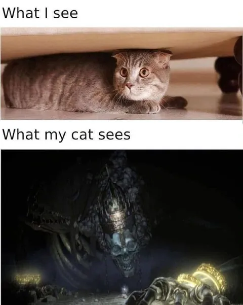 What My Cat Sees