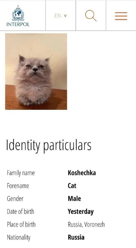 Kitten Identity Particulars