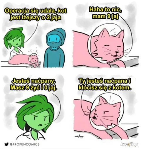 Kot po operacji ma dziewięć jaj