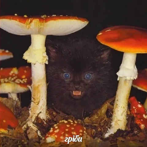 Котёнок среди грибов