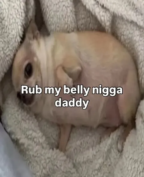 Hairless Guinea Pig Belly Rub