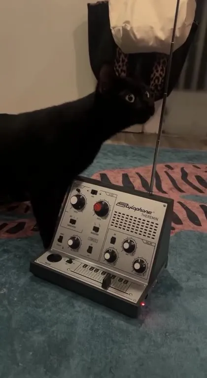 Коты услышали сирену