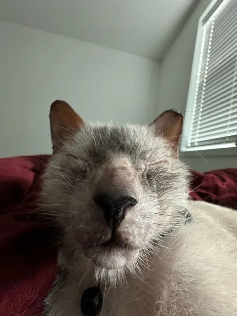 Sleepy Cat in Bed