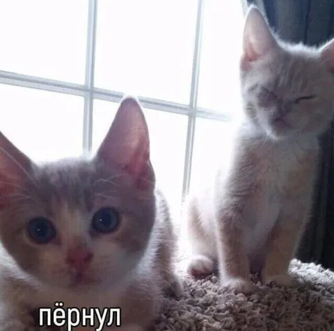 Котёнок пёрнул