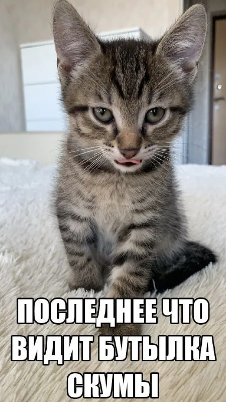 Кот после бутылки с кумысом