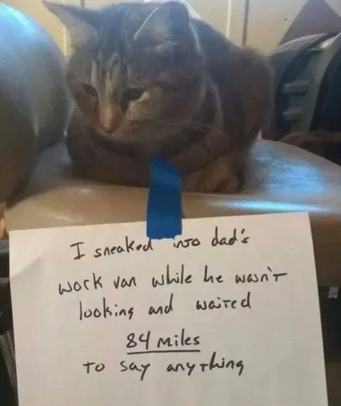 Cat Rode 84 Miles Silently