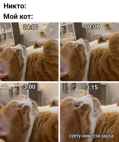 Кот просыпается в 3:15