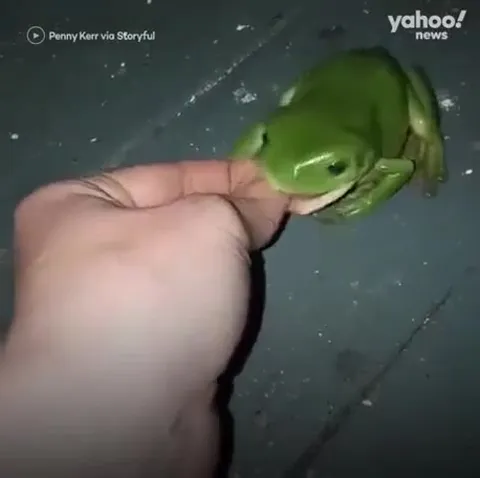 Frog Refuses to Let Go