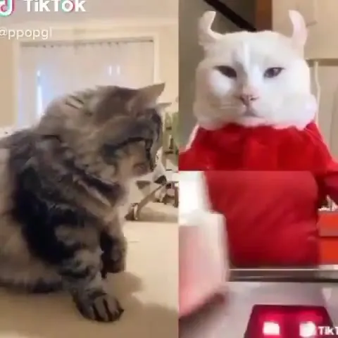 Кот чинит машину