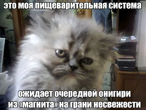 Коты ждут просроченный онигири