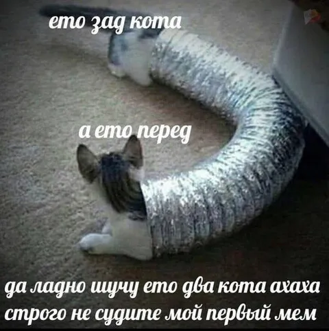 Это два кота ахаха