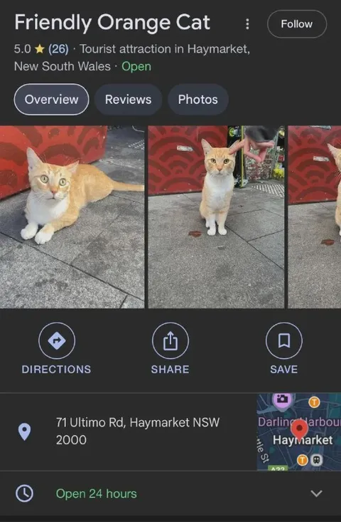 Friendly Orange Cat Tourist Attraction