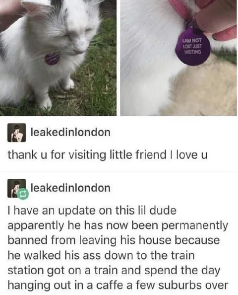 The Cat Who Took the Train