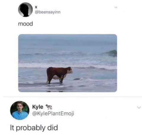 Mood Cow in the Ocean