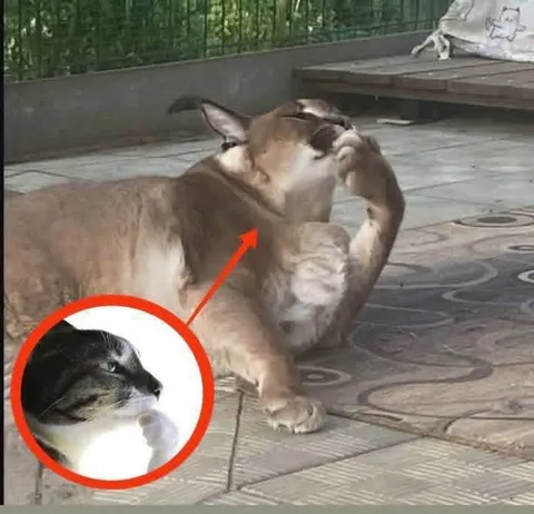 Кот увидел большого кота