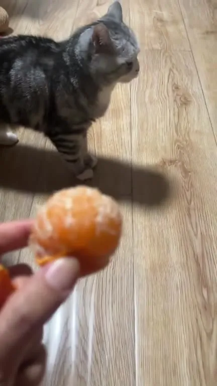 Кот демонстративно игнорирует мандарин
