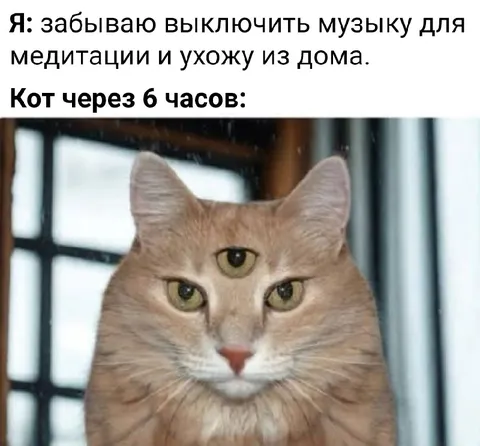 Кот через шесть часов