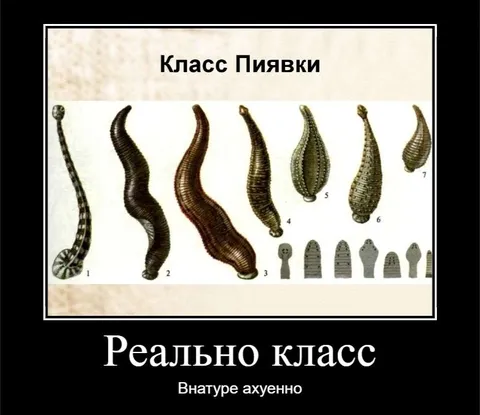 Реально класс пиявок