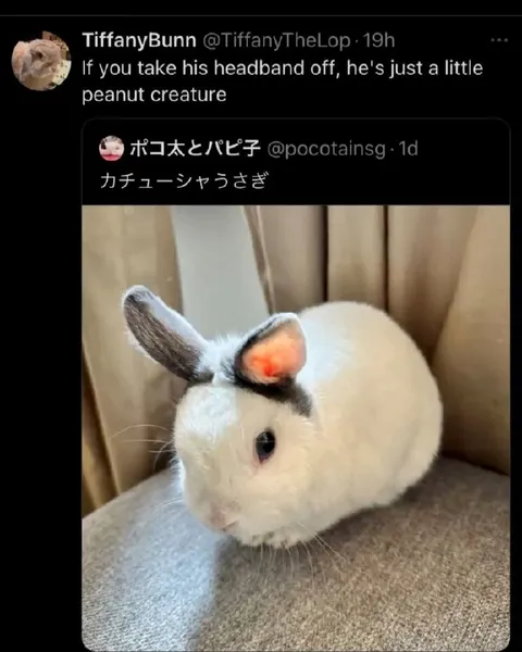 Rabbit Without His Headband