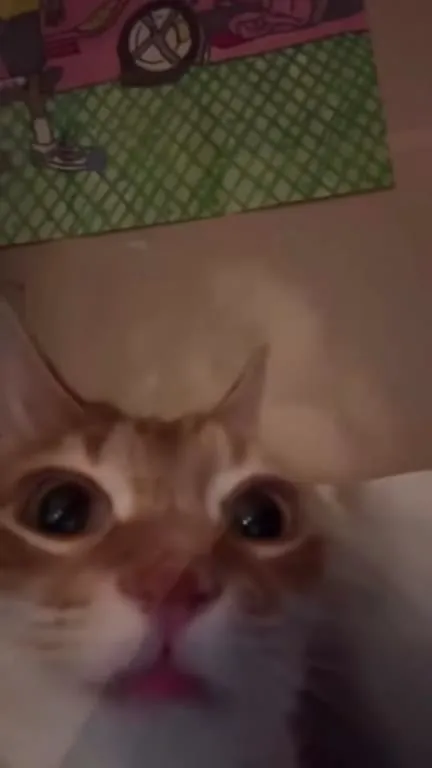 Кошачья реакция под музыку