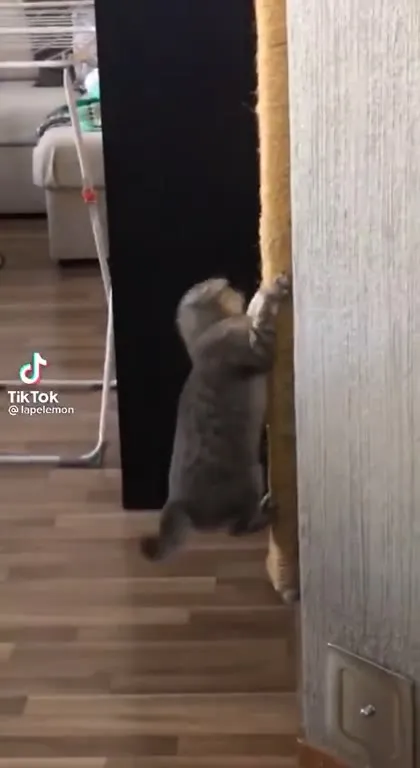 Кот карабкается по стене