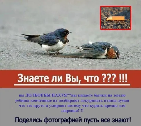 Птицы докуривают бычки