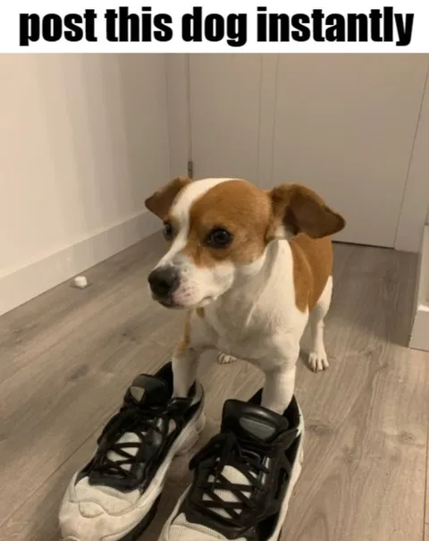 Dog Wearing Giant Sneakers