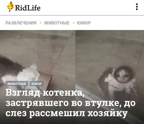 Котёнок застрял во втулке