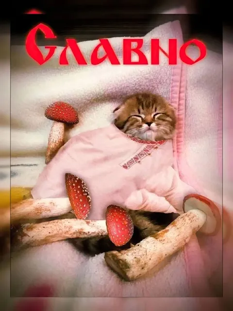 Кот в розовой пеленке