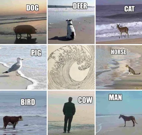 Beach Animals With Wrong Labels
