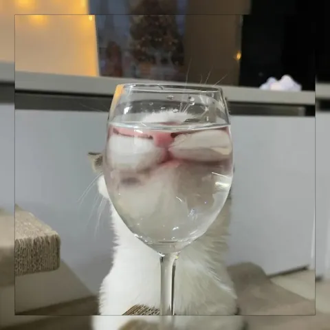 Кот, который пьёт глазами