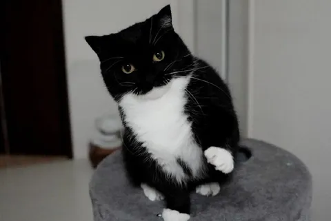 Смущённый котик поднимает лапку
