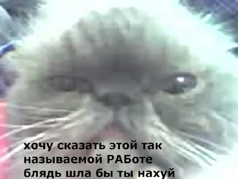 Кот посылает работу нахуй