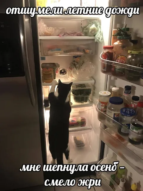 Кот открыл холодильник осенью