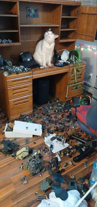 Кот устроил полный хаос