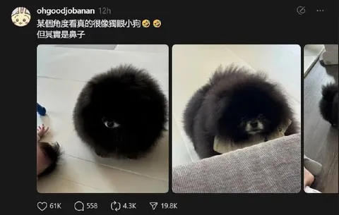 獨眼小狗其實是鼻子