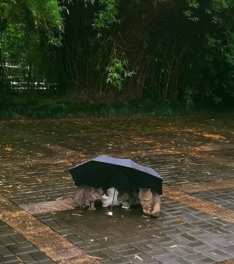 Коты прячутся под зонтом